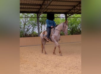 Appaloosa, Merrie, 4 Jaar, 150 cm