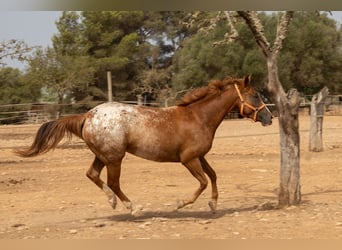 Appaloosa, Merrie, 4 Jaar, 154 cm, Bruin