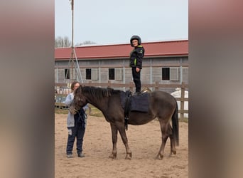 Appaloosa Mix, Merrie, 4 Jaar, 154 cm, Donkere-vos