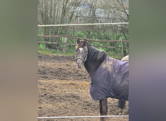 Appaloosa Mix, Merrie, 4 Jaar, 154 cm, Donkere-vos