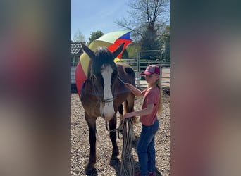 Appaloosa Mix, Merrie, 4 Jaar, 155 cm, Appelschimmel