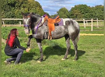 Appaloosa Mix, Merrie, 4 Jaar, 156 cm, Appaloosa