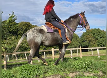 Appaloosa Mix, Merrie, 4 Jaar, 156 cm, Appaloosa