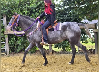Appaloosa Mix, Merrie, 4 Jaar, 156 cm, Appaloosa