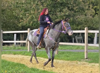 Appaloosa Mix, Merrie, 4 Jaar, 156 cm, Appaloosa