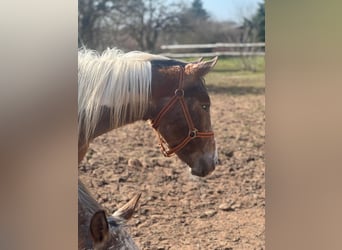 Appaloosa Mix, Merrie, 4 Jaar, 158 cm, Gevlekt-paard