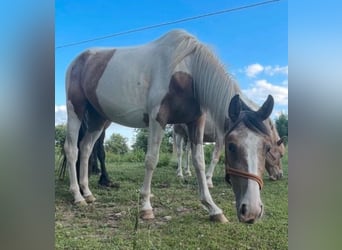 Appaloosa Mix, Merrie, 4 Jaar, Gevlekt-paard