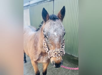 Appaloosa, Merrie, 5 Jaar, 128 cm, Roan-Red