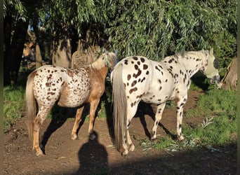 Appaloosa, Merrie, 5 Jaar, 142 cm, Appaloosa