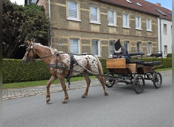 Appaloosa, Merrie, 5 Jaar, 142 cm, Appaloosa