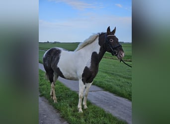 Appaloosa Mix, Merrie, 5 Jaar, 142 cm, Gevlekt-paard
