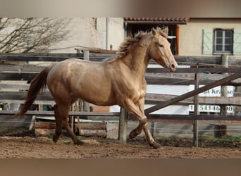 Appaloosa Mix, Merrie, 5 Jaar, 148 cm, Champagne