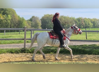 Appaloosa, Merrie, 5 Jaar, 149 cm, Appaloosa