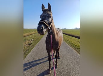 Appaloosa, Merrie, 5 Jaar, 150 cm, Appaloosa