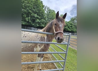 Appaloosa, Merrie, 5 Jaar, 150 cm, Appaloosa