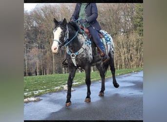Appaloosa Mix, Merrie, 5 Jaar, 150 cm, Gevlekt-paard