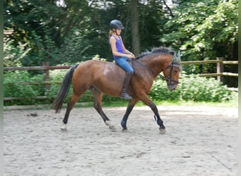 Appaloosa Mix, Merrie, 5 Jaar, 152 cm