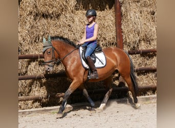 Appaloosa Mix, Merrie, 5 Jaar, 152 cm