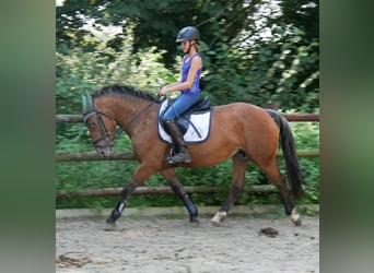 Appaloosa Mix, Merrie, 5 Jaar, 152 cm