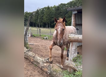 Appaloosa, Merrie, 5 Jaar, 153 cm, Appaloosa
