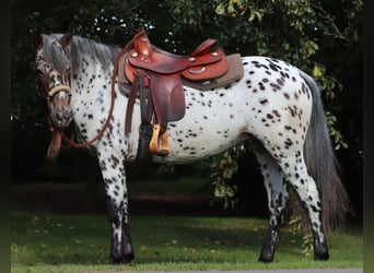 Appaloosa Mix, Merrie, 5 Jaar, 153 cm, Appaloosa