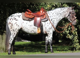 Appaloosa Mix, Merrie, 5 Jaar, 153 cm, Appaloosa