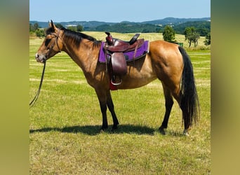 Appaloosa, Merrie, 5 Jaar, 155 cm, Roan-Bay