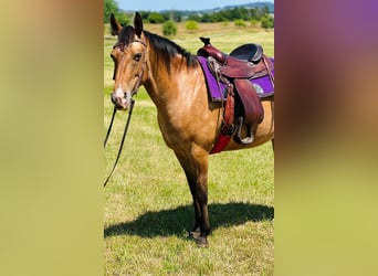 Appaloosa, Merrie, 5 Jaar, 155 cm, Roan-Bay