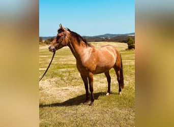 Appaloosa, Merrie, 5 Jaar, 155 cm, Roan-Bay