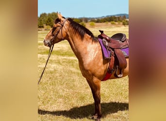Appaloosa, Merrie, 5 Jaar, 155 cm, Roan-Bay