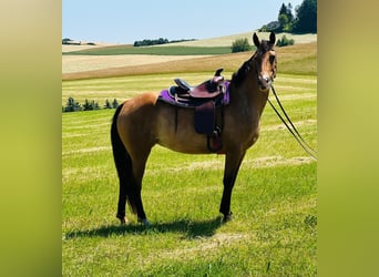 Appaloosa, Merrie, 5 Jaar, 155 cm, Roan-Bay