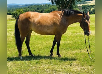 Appaloosa, Merrie, 5 Jaar, 155 cm, Roan-Bay