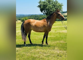 Appaloosa, Merrie, 5 Jaar, 155 cm, Roan-Bay