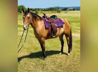 Appaloosa, Merrie, 5 Jaar, 155 cm, Roan-Bay