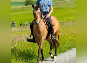 Appaloosa, Merrie, 5 Jaar, 155 cm, Roan-Bay
