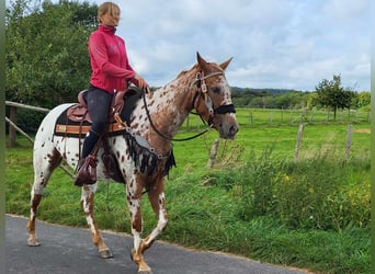 Appaloosa, Merrie, 5 Jaar, 157 cm, Appaloosa