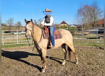 Appaloosa, Merrie, 5 Jaar, 158 cm, Buckskin