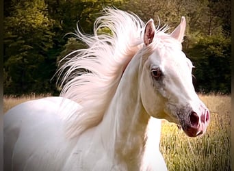 Appaloosa, Merrie, 5 Jaar, 158 cm
