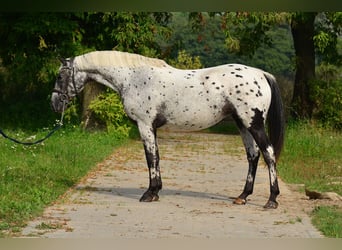 Appaloosa, Merrie, 5 Jaar, 162 cm, Appaloosa