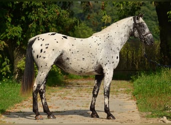 Appaloosa, Merrie, 5 Jaar, 162 cm, Appaloosa