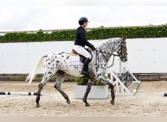 Appaloosa, Merrie, 5 Jaar, 167 cm, Appaloosa