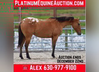 Appaloosa, Merrie, 5 Jaar, Falbe