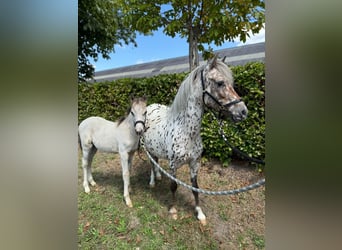 Appaloosa, Merrie, 6 Jaar, 113 cm, Appaloosa