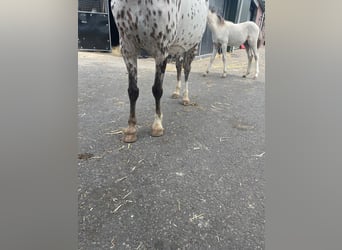 Appaloosa, Merrie, 6 Jaar, 113 cm, Appaloosa