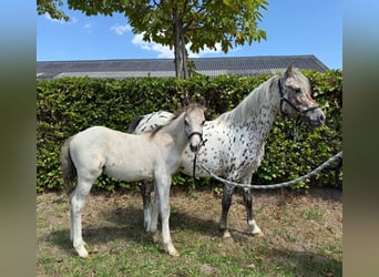 Appaloosa, Merrie, 6 Jaar, 113 cm, Appaloosa