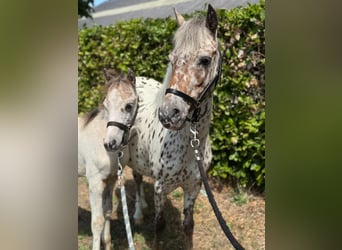Appaloosa, Merrie, 6 Jaar, 113 cm, Appaloosa