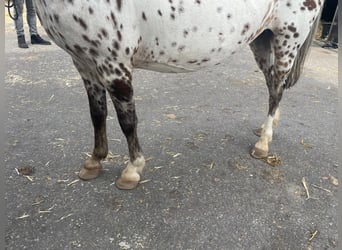 Appaloosa, Merrie, 6 Jaar, 113 cm, Appaloosa