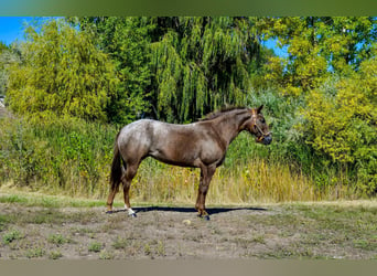 Appaloosa, Merrie, 6 Jaar, 137 cm, Donkere-vos