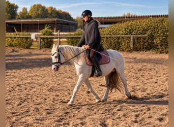 Appaloosa Mix, Merrie, 6 Jaar, 140 cm, Schimmel