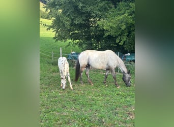 Appaloosa, Merrie, 6 Jaar, 150 cm, Zwart